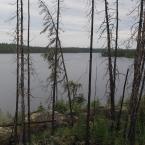 Old forest fire site on Bartlett Lake
 /     